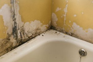 Mold Mildew Fungus On Wall By Bathtub