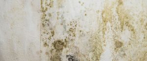 Mildewed Walls
