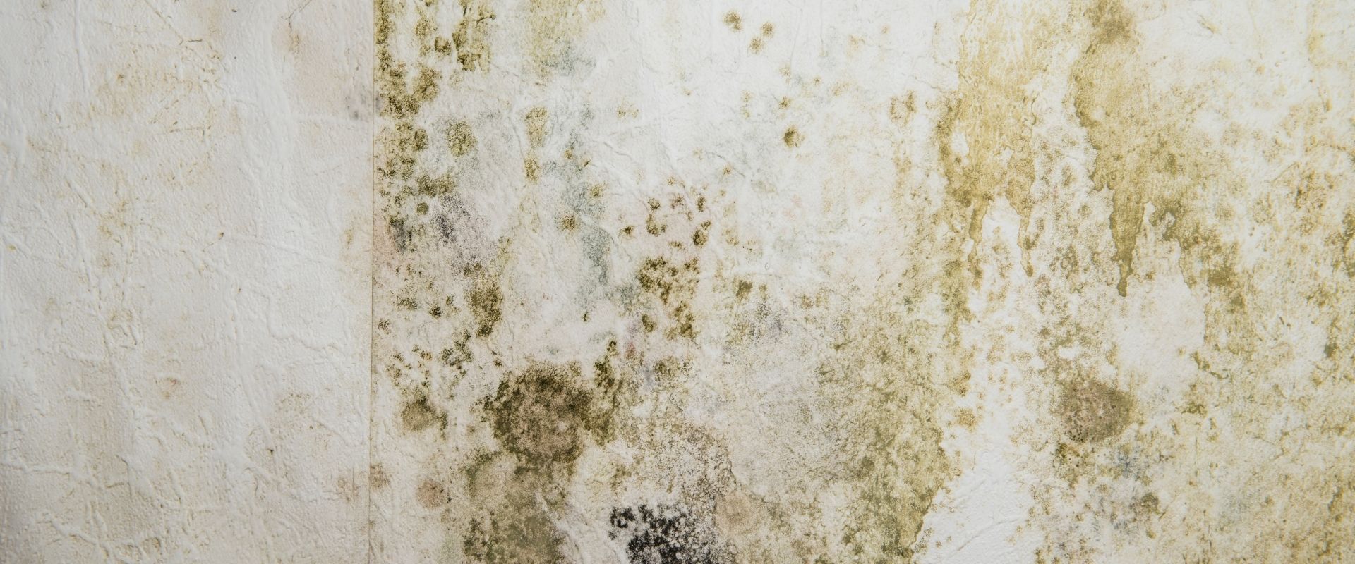 Mildewed Walls