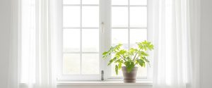 Potted plant at window