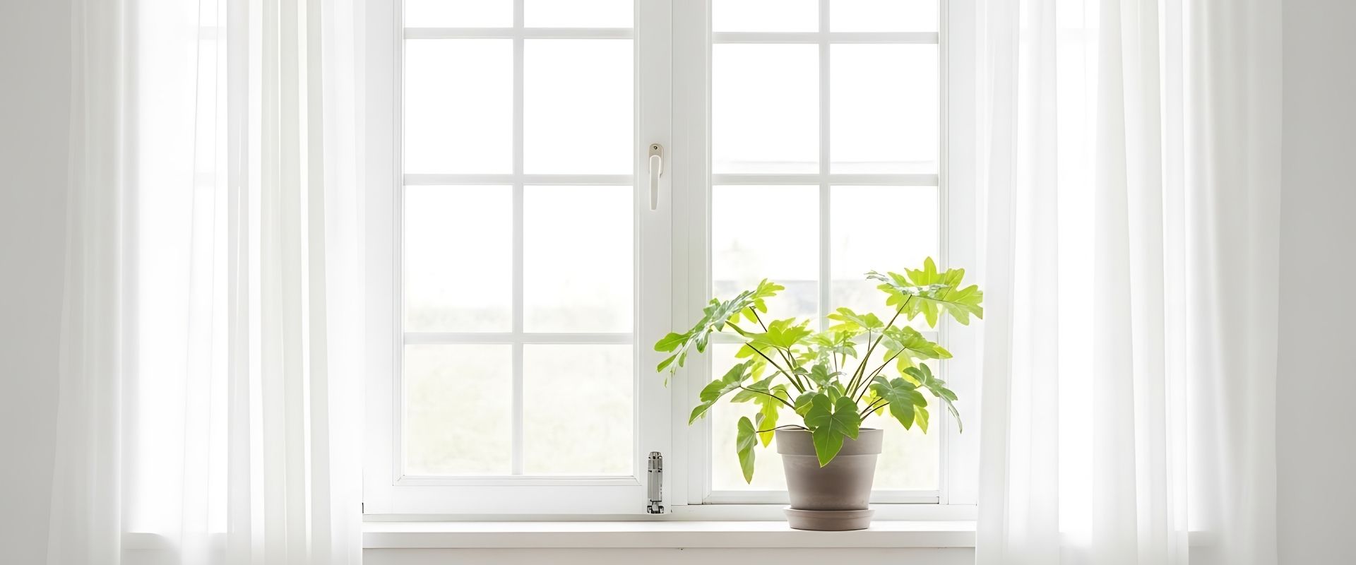 Potted plant at window